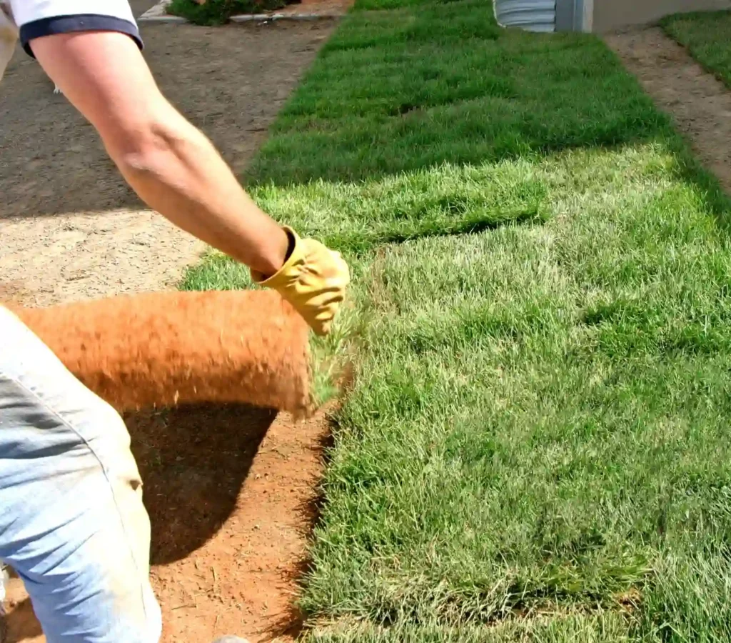 Landscaping Sod Grass